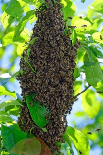 New colony of Honey Bees (Apis mellifera) on the trunk of an apple tree