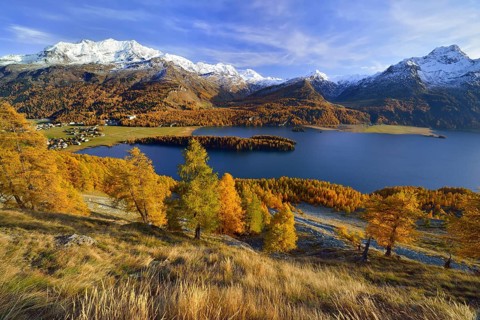 Lake Sils with autumnal larch forest