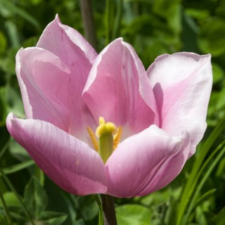 Pink Tulip (Tulipa)