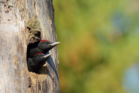 Two Black Woodpeckers (Dryocopus martius)