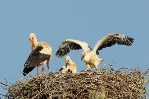 White Stork (Ciconia ciconia)