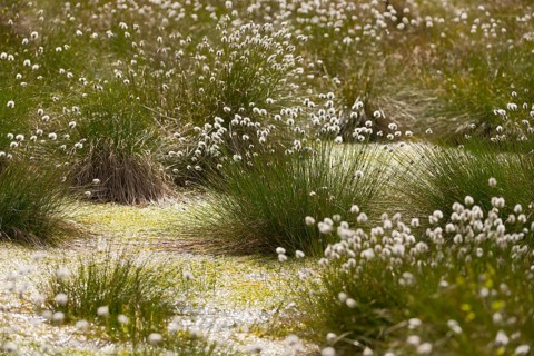Tussock Cottongrass (Eriophorum vaginatum)