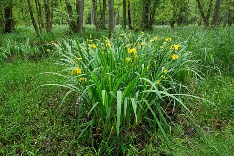 Yellow Iris (Iris pseudacorus)