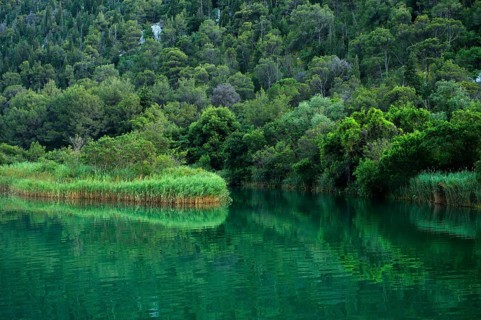 Krka river with reeds