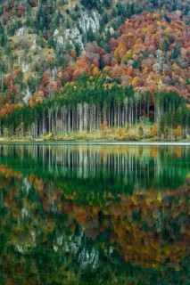 Autumn forest with its reflection in Almsee lake