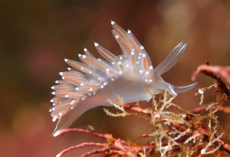 Red-finger Aeolis (Flabellina verrucosa)