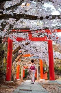 Japanese woman with kimono under blossoming cherry trees