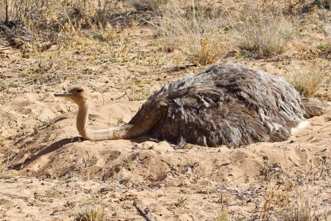 Ostrich or Common Ostrich (Struthio camelus)