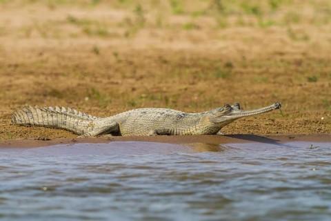 Gharial (Gavialis gangeticus)