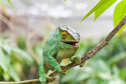 Parsons Chameleon (Calumma parsonii)