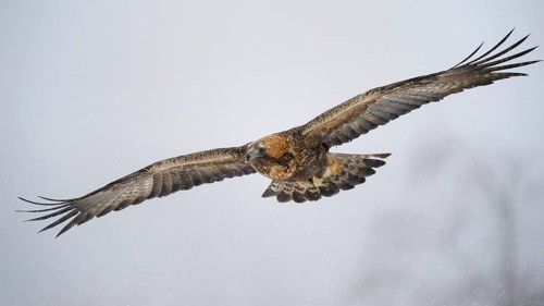 Golden Eagle (Aquila chrysaetos) in flight during snowfall
