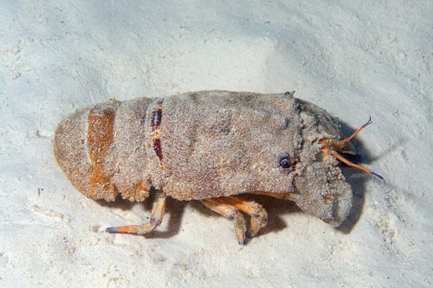 Mediterranean Slipper Lobster (Scyllarides latus)