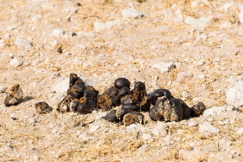 Giraffe droppings (Giraffa camelopardalis)