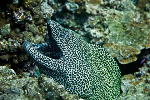 Laced Moray (Gymnothorax favagineus)