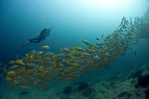 Scuba diver with a school of Yellowtail Snapper (Ocyurus chrysurus)