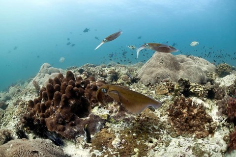 Bigfin Reef Squid (Sepioteuthis lessoniana)