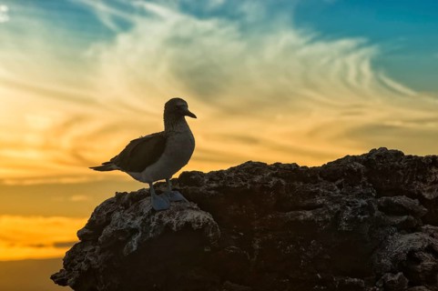 Galapagos Blue-footed Booby (Sula nebouxii excisa) at sunset