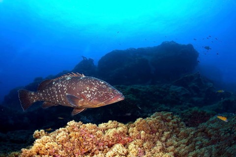 Dusky Grouper or Merou (Epinephelus marginatus)