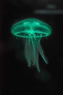Moon Jellyfish (Aurelia aurita) in coloured light