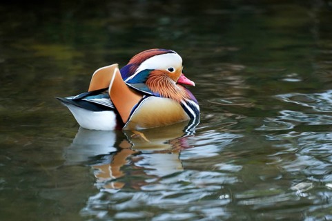 Mandarin Duck (Aix galericulata)