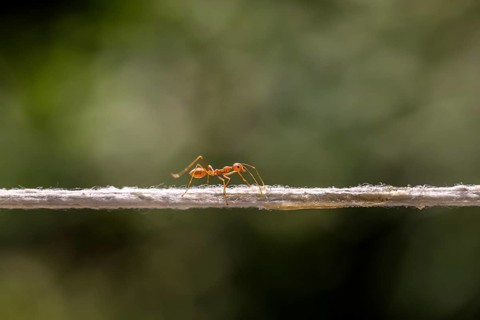 Weaver Ant (Oecophylla smaragdina) balancing on a string