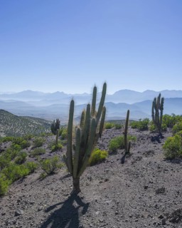View from a mountain pass onto the barren landscape with Copao Cacti (Eulychnia acida Phil.)