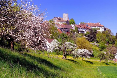 Townscape with flowering fruit trees