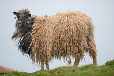 Sheep