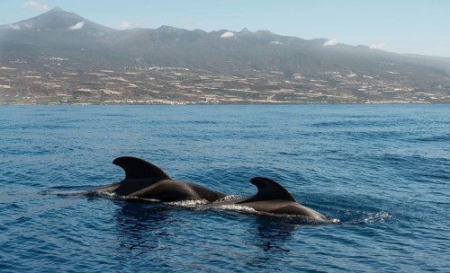 Pilot Whales (Globicephala) off Tenerife