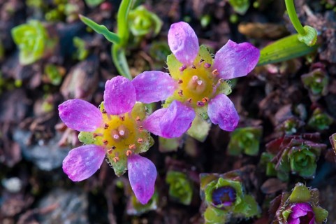 Purple Saxifrage (Saxifraga oppositifolia L.)