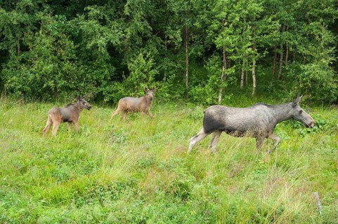 European elk (Alces alces)