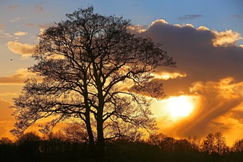 Silhouette of a tree against a cloudy sky at sunset