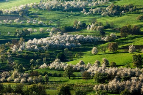 Blossoming cherry trees
