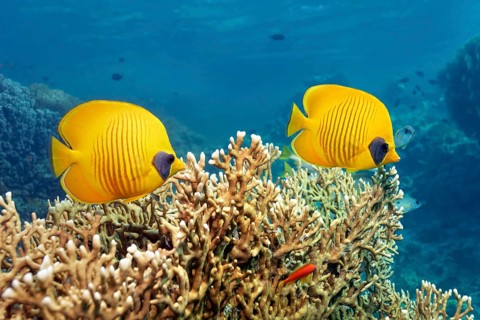 Bluecheek butterflyfish (Chaetodon semilarvatus)