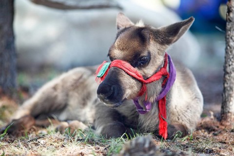 Reindeer (Rangifer tarandus)