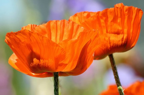 Oriental Poppy (Papaver orientale)