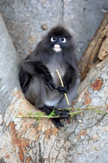 Dusky Leaf Monkey or Southern Langur (Trachypithecus obscurus)