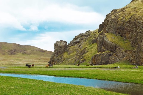 Yaks (Bos mutus) and Mongolian horses grazing in a valley on the Ongiyn river