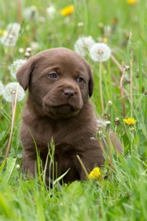 Chocolate Labrador Retriever puppy