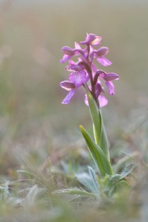 Green-winged Meadow Orchid or Green-winged Orchid (Orchis morio) growing on a dry slope