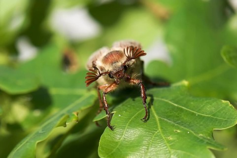 Cockchafer (Melolontha melolontha) on a leaf