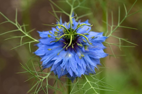 Love-in-a-mist (Nigella damascena) blossom