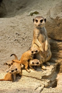 Meerkat (Suricata suricatta) with pups