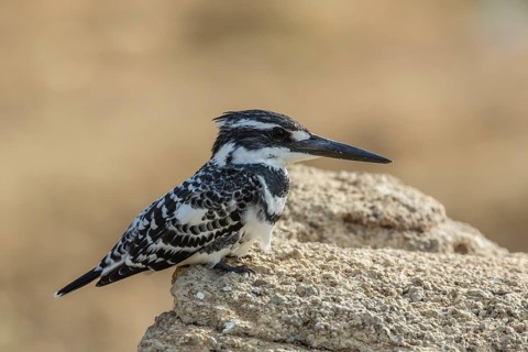 Pied Kingfisher (Ceryle rudis)