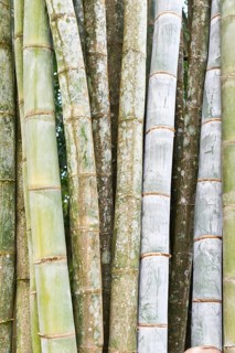 Bamboo