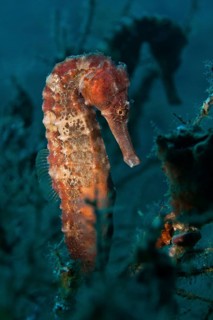 Sea Pony (Hippocampus fuscus)