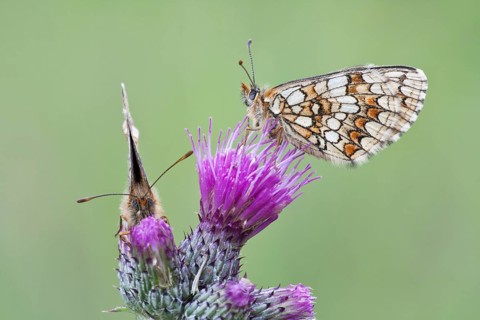 Two Heath Fritillary butterflies (Melitaea athalia) perched on a Spiny Plumeless Thistle (Carduus acanthoides)