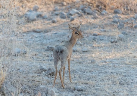 Kirk's dik-dik (Madoqua kirki)