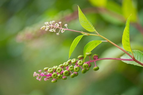 American Pokeweed (Phytolacca americana)