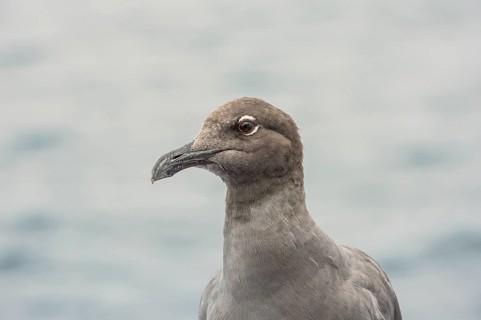 Lava Gull (Leucophaeus fuliginosus)